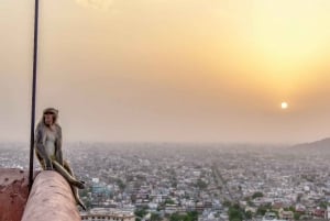 Jaipur: Stadtführung mit Amber Fort und Affentempel