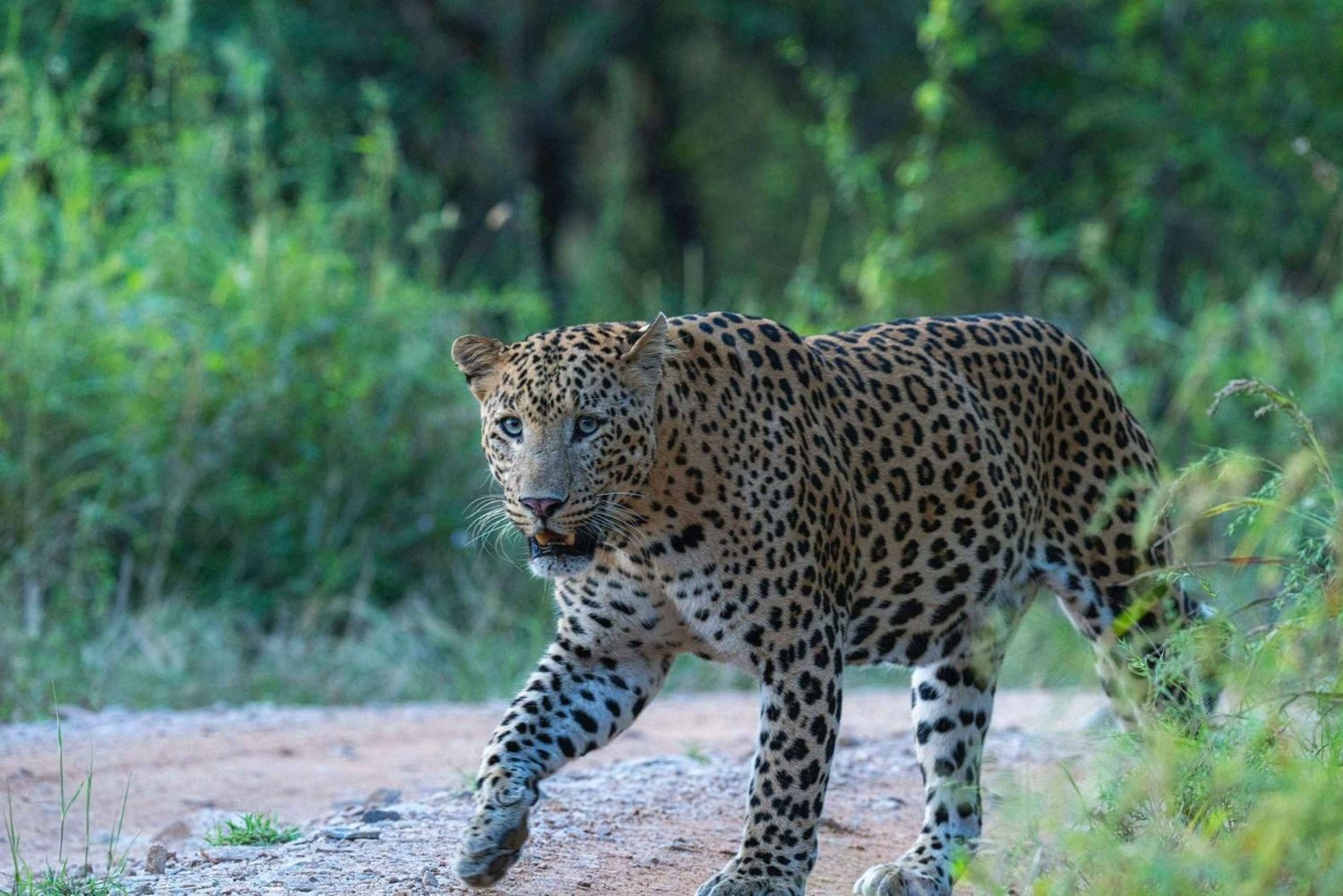 Jaipur: safari di mezza giornata a Jhalana con guida alla ricerca dei leopardi