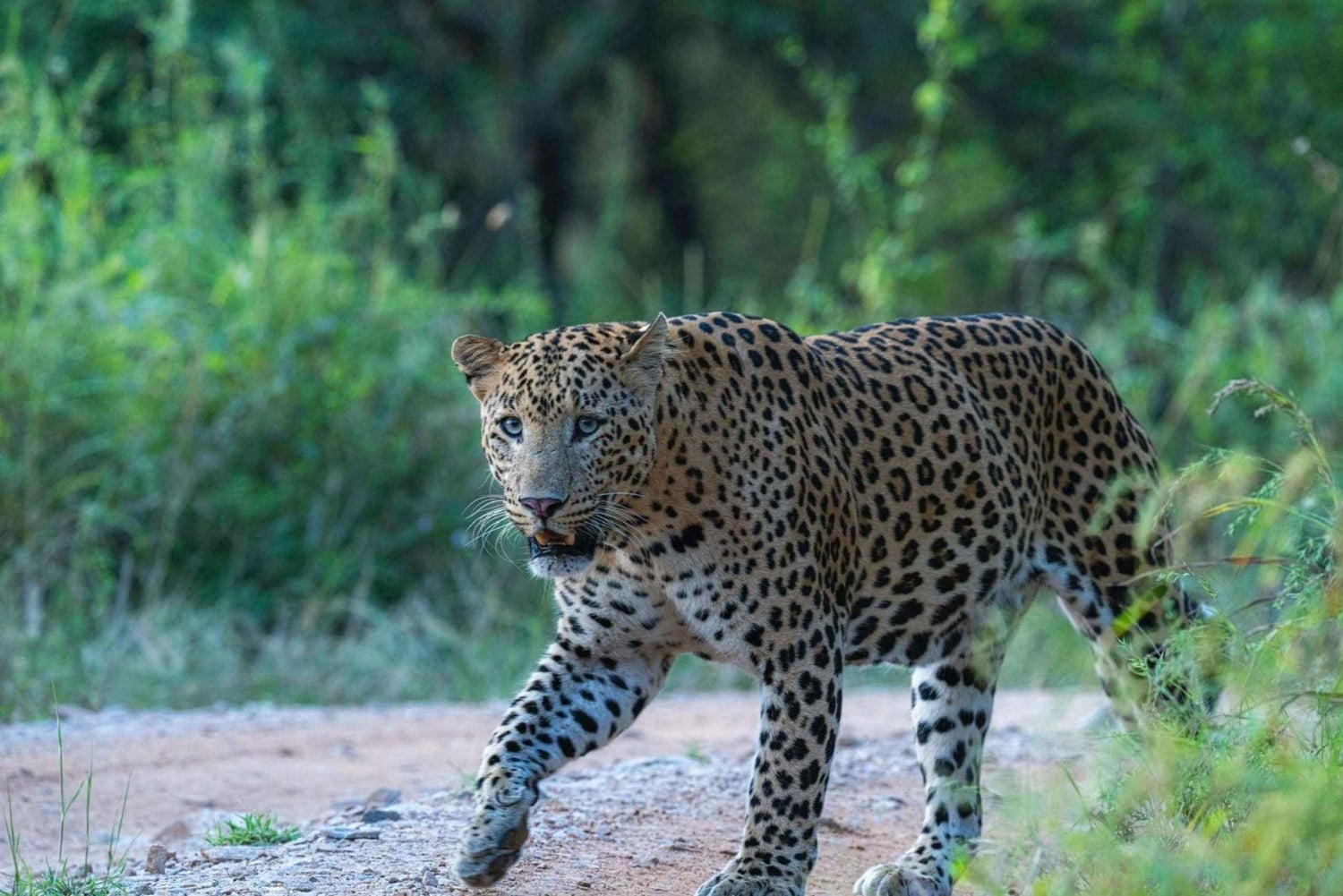 Jaipur: Safári de meio dia em Jhalana com guia para ver leopardos