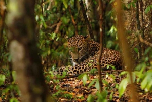 Jaipur: Safári de meio dia em Jhalana com guia para ver leopardos