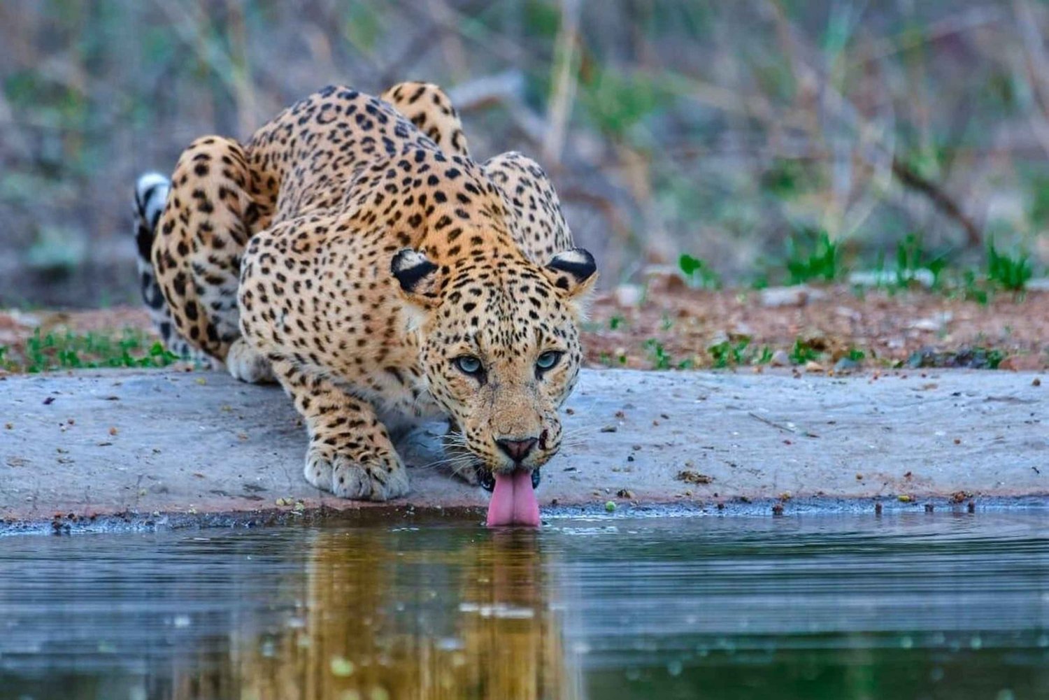 Jaipur: półdniowe safari z lampartami i zwiedzanie miasta z przewodnikiem