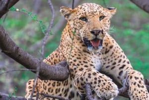 Jaipur: Half Day Leopard Safari and Guided City Tour