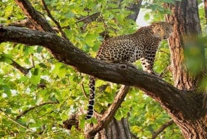 Jaipur: Half Day Leopard Safari and Guided City Tour