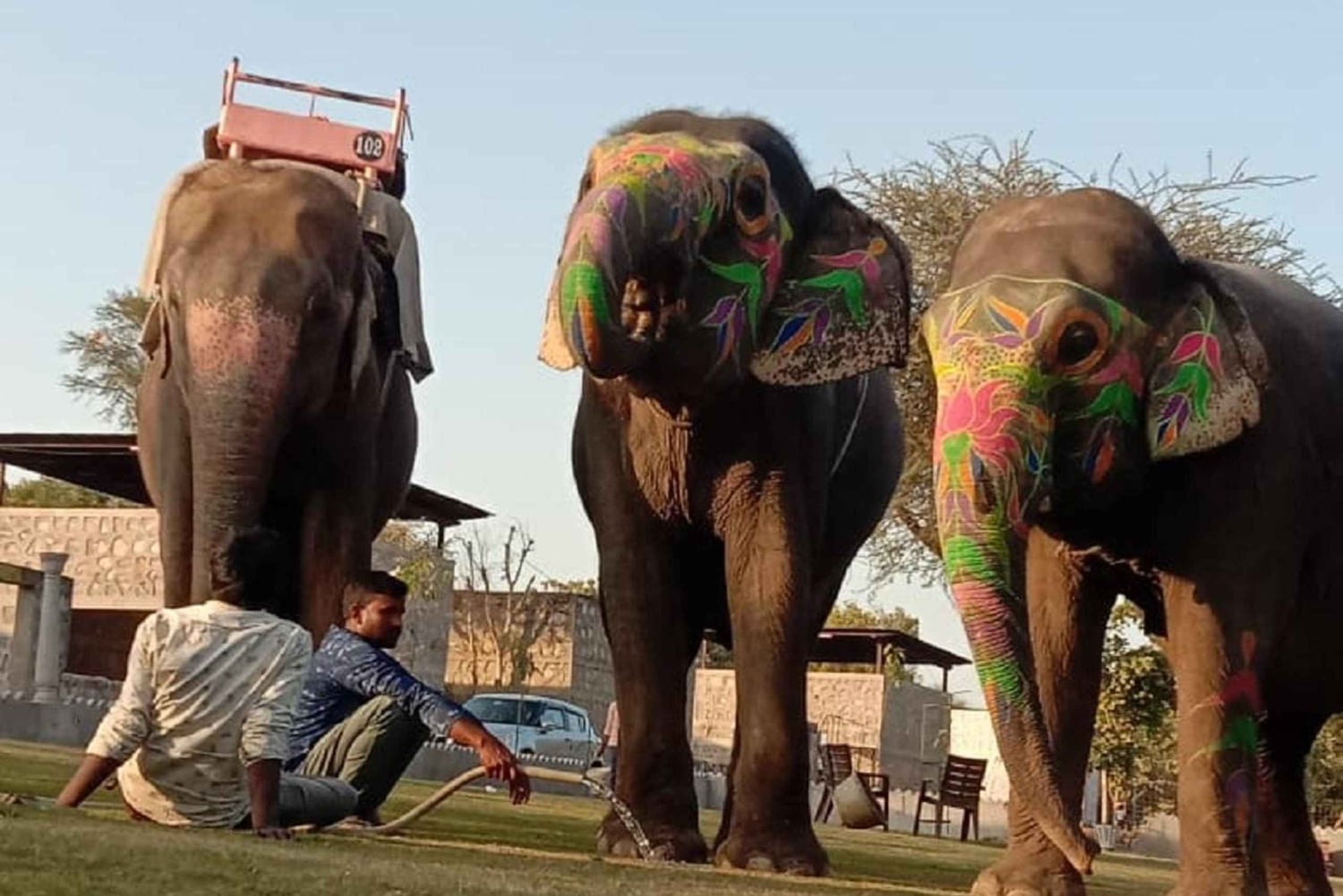 Jaipur: Hathi Gaon olifantenrijden, schilderen, voeren en meer