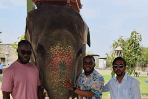 Jaipur: Hathi Gaon olifantenrijden, schilderen, voeren en meer