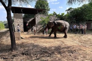 Jaipur: Hathi Gaon olifantenrijden, schilderen, voeren en meer