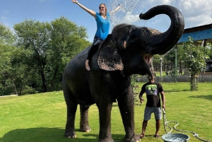 Jaipur: Hathigao – elefanttur i landsbyen, fodring og fotos