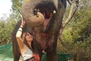 Jaipur: Hathigao – elefanttur i landsbyen, fodring og fotos