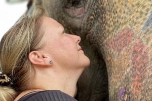 Jaipur: Hathigao – elefanttur i landsbyen, fodring og fotos