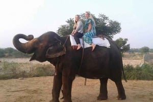 Jaipur: Hathigao – elefanttur i landsbyen, fodring og fotos