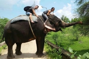 Jaipur: Hathigao – elefanttur i landsbyen, fodring og fotos