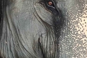 Jaipur: Hathigao – elefanttur i landsbyen, fodring og fotos