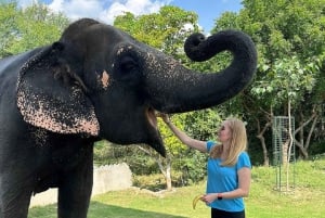 Jaipur: Hathigao – elefanttur i landsbyen, fodring og fotos