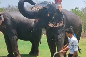 Jaipur: Hathigao – elefanttur i landsbyen, fodring og fotos