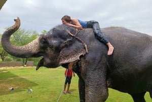 Jaipur: Hathigao – elefanttur i landsbyen, fodring og fotos