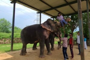 Jaipur: Hathigao – elefanttur i landsbyen, fodring og fotos