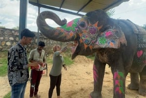 Jaipur: Hathigao – elefanttur i landsbyen, fodring og fotos