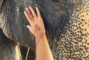 Jaipur: Hathigao – elefanttur i landsbyen, fodring og fotos