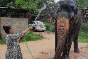 Jaipur: Hathigao – elefanttur i landsbyen, fodring og fotos