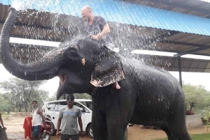 Jaipur: Hathigao – elefanttur i landsbyen, fodring og fotos