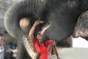 Jaipur: Hathigao – elefanttur i landsbyen, fodring og fotos