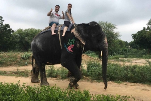 Jaipur: Hathigao – elefanttur i landsbyen, fodring og fotos