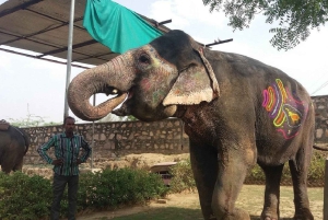 Jaipur: Hathigao – elefanttur i landsbyen, fodring og fotos