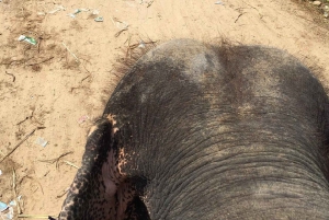 Jaipur: Hathigao – elefanttur i landsbyen, fodring og fotos