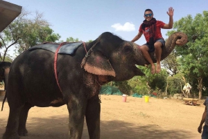 Jaipur: Hathigao – elefanttur i landsbyen, fodring og fotos