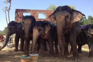 Jaipur: Hathigao – elefanttur i landsbyen, fodring og fotos