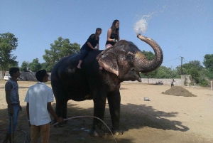 Jaipur: Hathigao – elefanttur i landsbyen, fodring og fotos