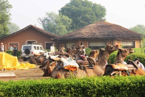 Jaipur: Dagtrip Spookachtig Bhangarh Fort en Abhaneri Stepwell