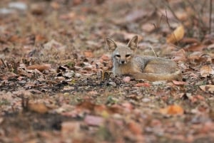 Jaipur: Jhalana Amagarh Leopard Reserve Safari in jeep 4×4