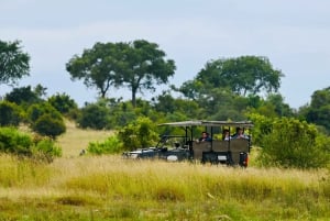 Jaipur: Jhalana & Amagarh Safari Park Private Jeep Safari