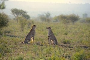 Jaipur: Jhalana & Amagarh Safari Park Private Jeep Safari