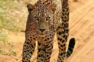 Jaipur: Jhalana leopard safari private tour