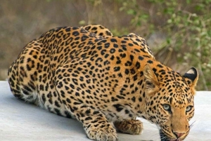 Jaipur: Jhalana leopard safari private tour