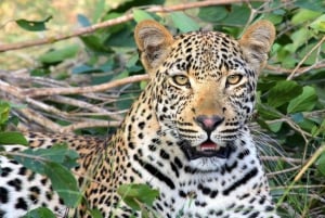 Jaipur: Jhalana leopard safari tour with hotel pickup & drop