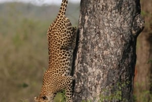 Jaipur: Jhalana leopard safari tour with hotel pickup & drop