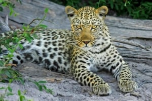 Jaipur: Jhalana leopard safari tour with hotel pickup & drop