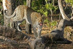 Jaipur: Jhalana leopard safari tour with hotel pickup & drop