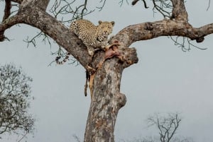 Jaipur: Jhalana leopard safari tour with hotel pickup & drop