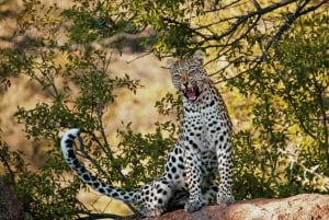 Jaipur: Jhalana leopard safari tour with hotel pickup & drop