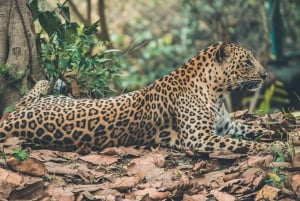 Jaipur: Jhalana leopard safari tour with hotel pickup & drop