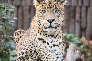 Jaipur: Jhalana leopard safari tour with hotel pickup & drop