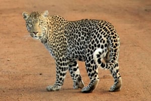 Jaipur: Jhalana leopard safari tour with hotel pickup & drop