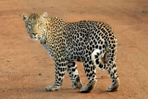 Jaipur: Jhalana leopard safari tour with hotel pickup & drop