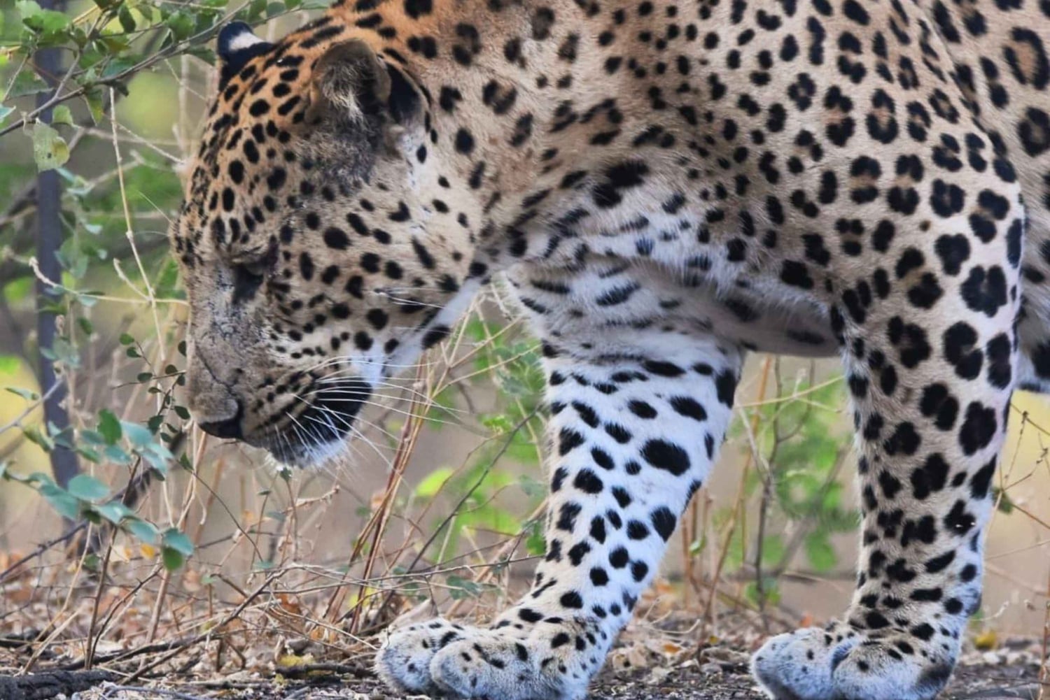 Jaipur: Jhalana Leopard Safari with Bird Watching