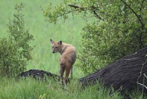 Jaipur: Jhalana Leopard Safari with Bird Watching