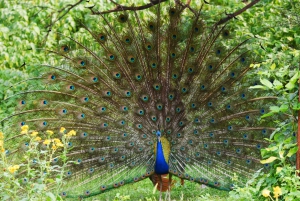 Jaipur: Jhalana Leopard Safari with Bird Watching